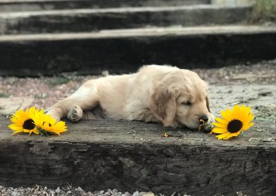 Scotch puppies and sunflower