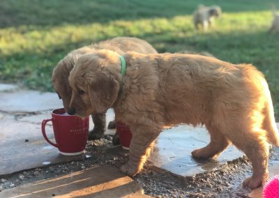 puppies and coffee
